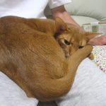 甘えん坊のアビのすけ君。