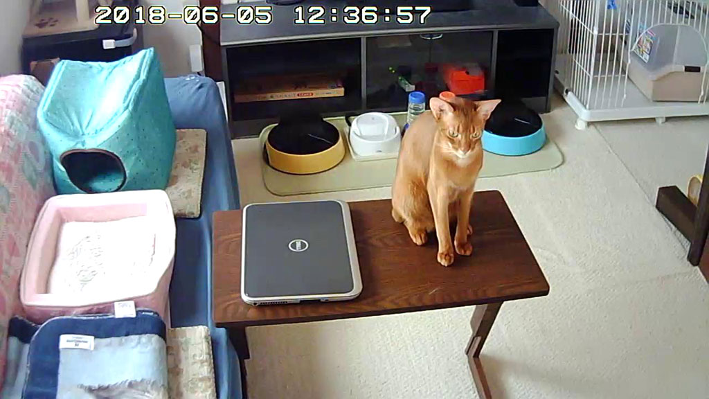 間もなく昼ご飯のアビのすけ。