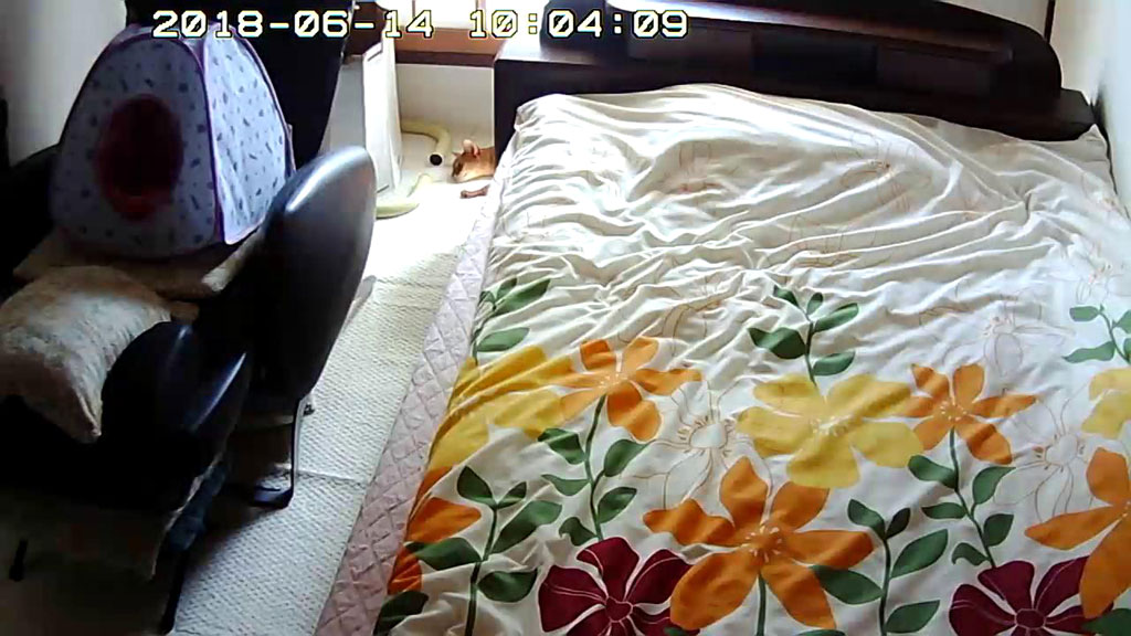 気持ち良さそうにうたた寝を。