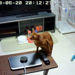 お初の物に興味深々。