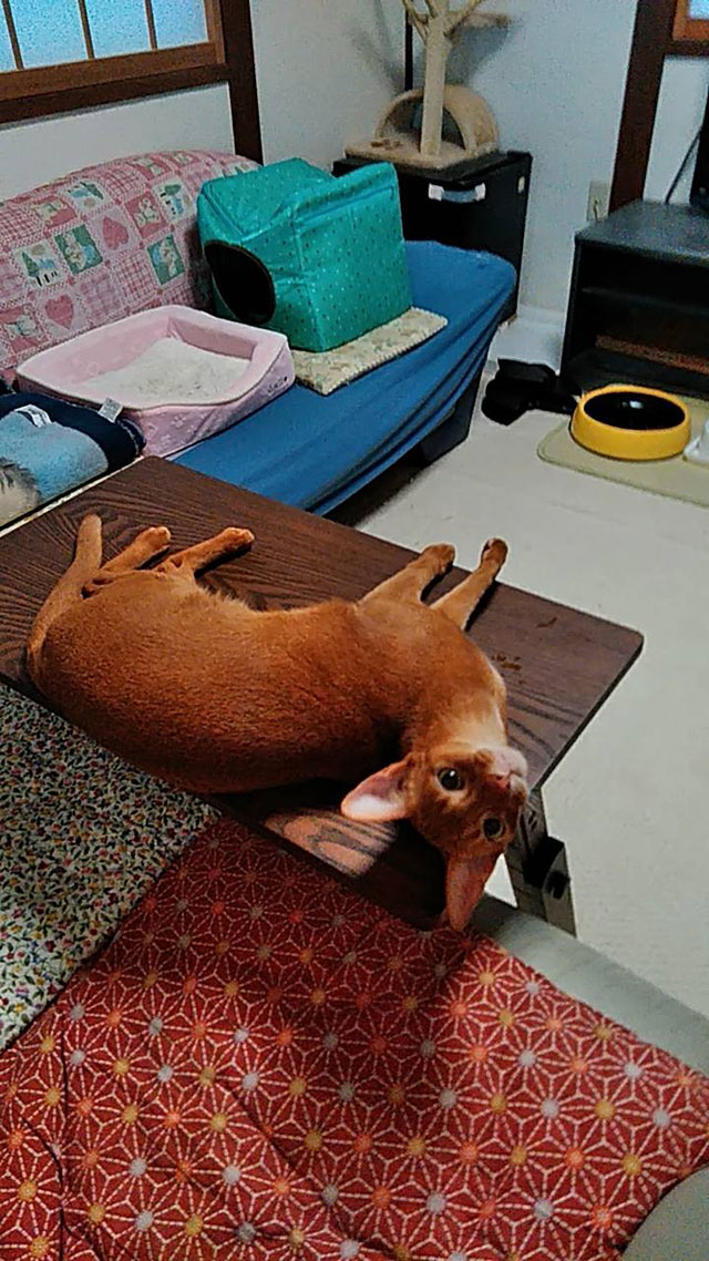 リラックスしまくりのアビのすけ。