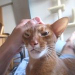 お気楽なアビのすけ君。