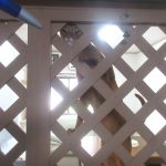 うるさいアビのすけ君。