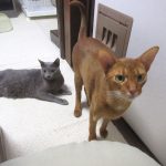 ロシ子とアビのすけ。