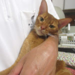 おとといの晩のアビのすけ君。