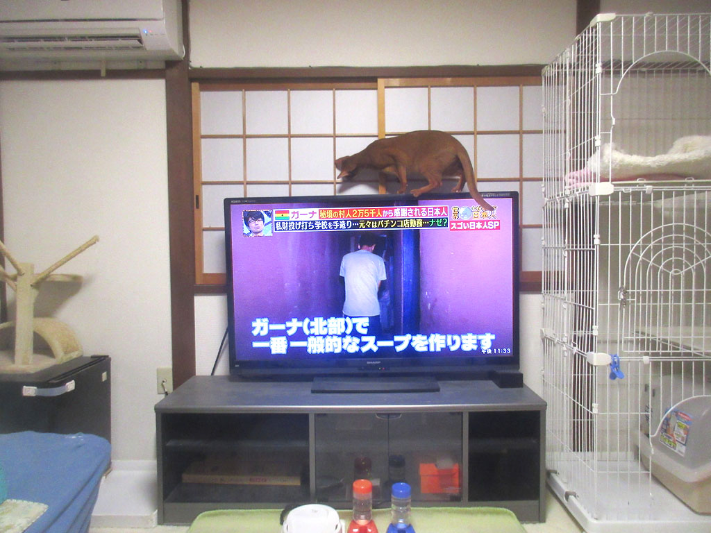 元気いっぱいのアビのすけ君。