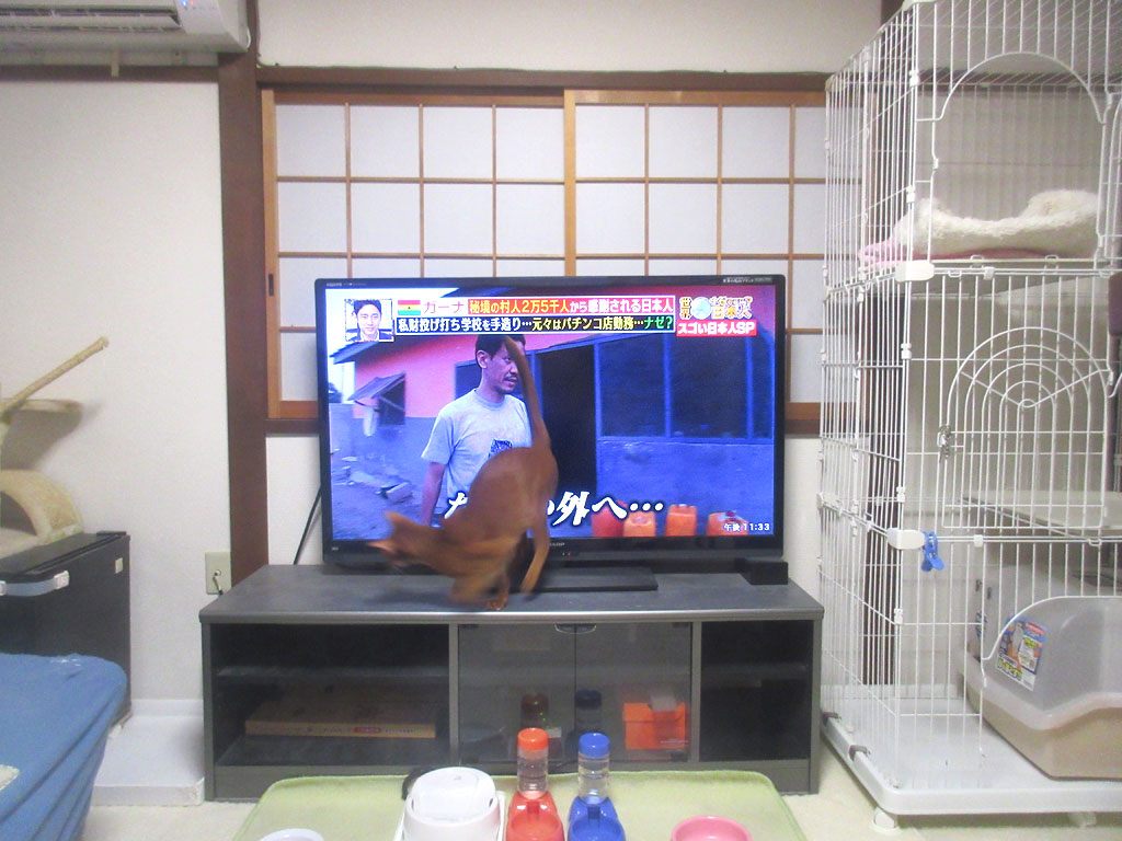 腕白坊主のアビのすけ。