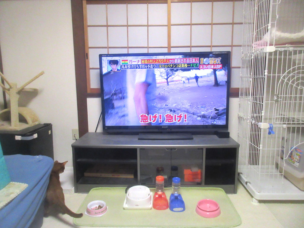 アビシニアンの男の子。