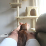 私の足の間のアビのすけ君。