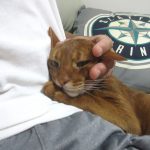 おバカなアビのすけ君。