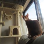 超・猫背のアビのすけ君。