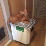 お茶目なアビのすけ君。