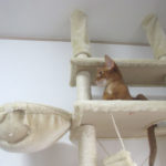 元気があり余ってるアビのすけ。