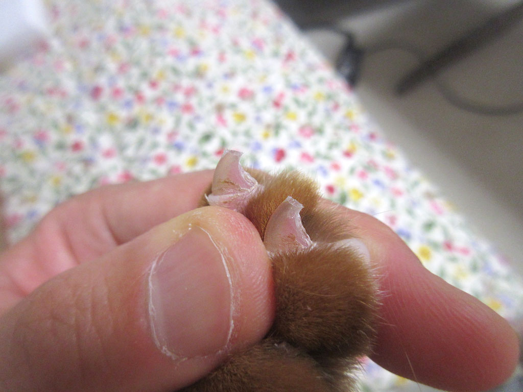 爪切り後のアビのすけの爪。