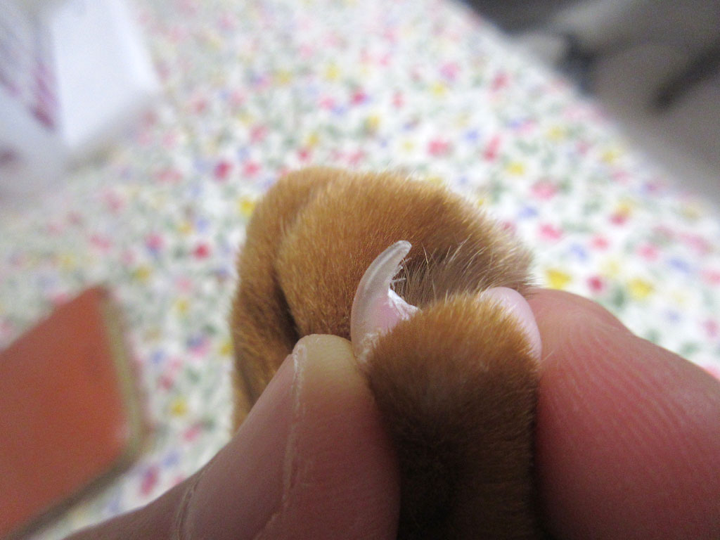 アビのすけの小指の爪。