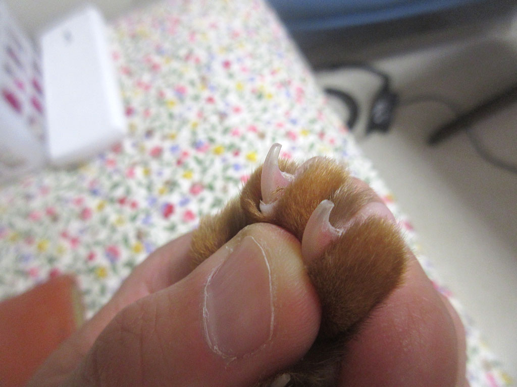 アビのすけの中指と薬指の爪。
