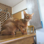 お昼ご飯前のアビのすけ君。