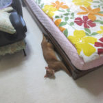 2階で寝ていたアビのすけ君。