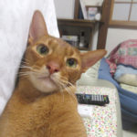 笑えるアビのすけ君。