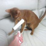 嬉しいアビのすけ君。