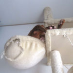 気持ち良さそうなアビのすけ。