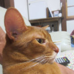 2018.8.29のpm8:00のアビのすけ。