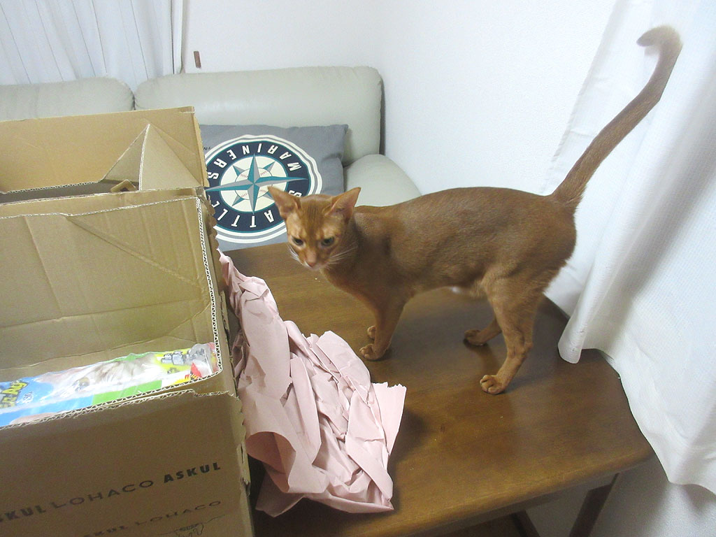 嬉しそうに尻尾がピン立ち。