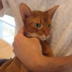 動物病院でのアビのすけ。