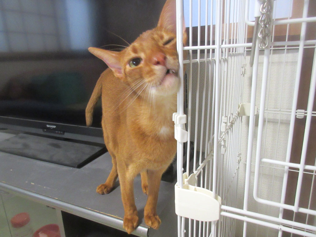 スリスリするアビのすけ君。