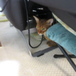 おとといの朝4時過ぎのアビのすけ。