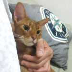 この日も目ヤニのアビのすけ。