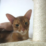 心配させてくれたアビのすけ君。