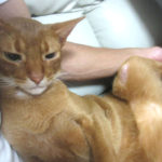 アビのすけの皮膚炎の進捗。