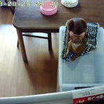 アビシニアンのアビのすけ君。