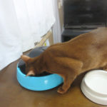 自動給餌器でご飯を食べる。