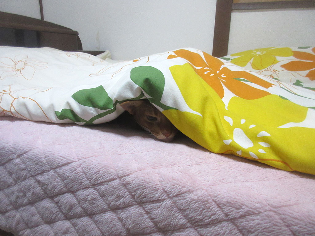 お~い、アビのすけぇ~。