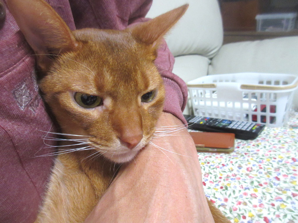 10/3(水)pm22時04分のアビ。