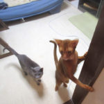 元気なアビのすけ。