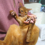 アビのすけの爪切り。