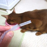 悪戯坊主のアビのすけ。