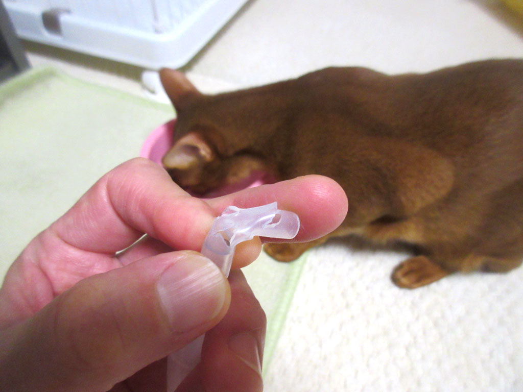 アビのすけに噛まれまくり。