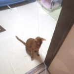 4日前の晩10時前のアビのすけ。