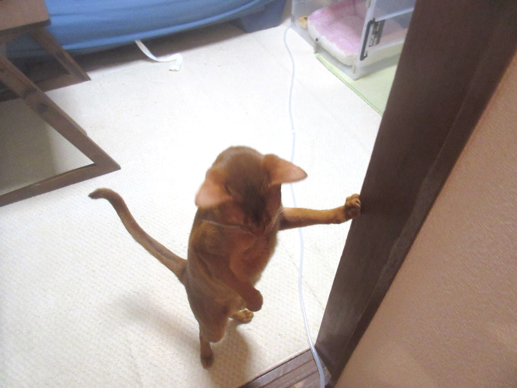 スタンドアップのアビのすけ。