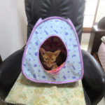 アビシニアンのアビのすけ。