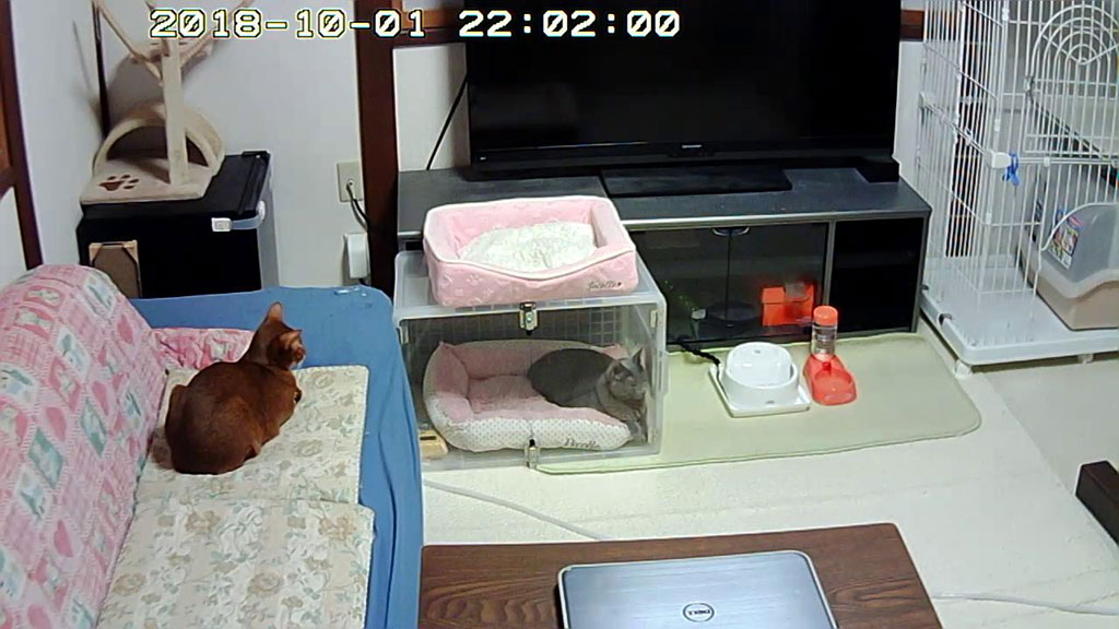 酸素室のロシ子を見るアビのすけ君。