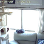 仲睦まじい光景。