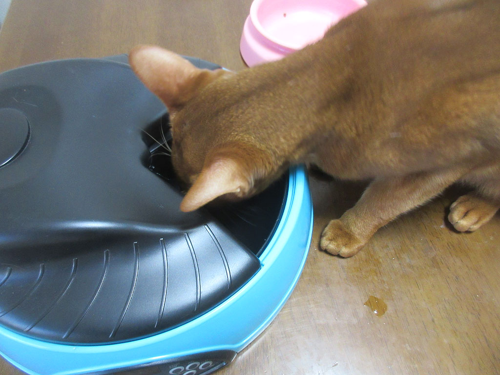 必死のパッチのアビのすけ。