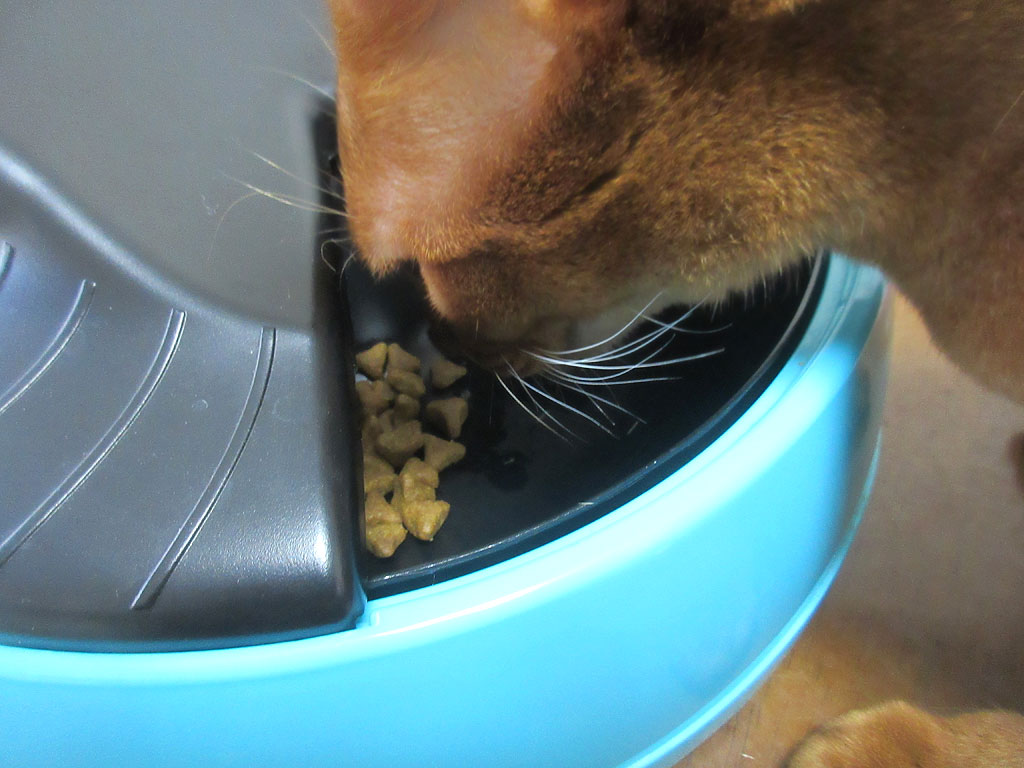 照準を合わせるアビのすけ。