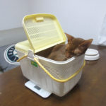 スリスリするアビのすけ。