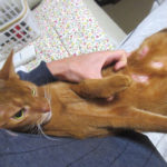 11/25(日)の皮膚炎。